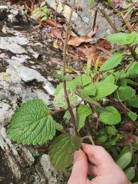 Imagem de <i>Coleus foetidus</i>