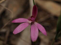 Image of Ornate pink fingers