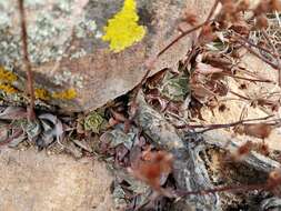 Image of Patagonia Mountain leatherpetal