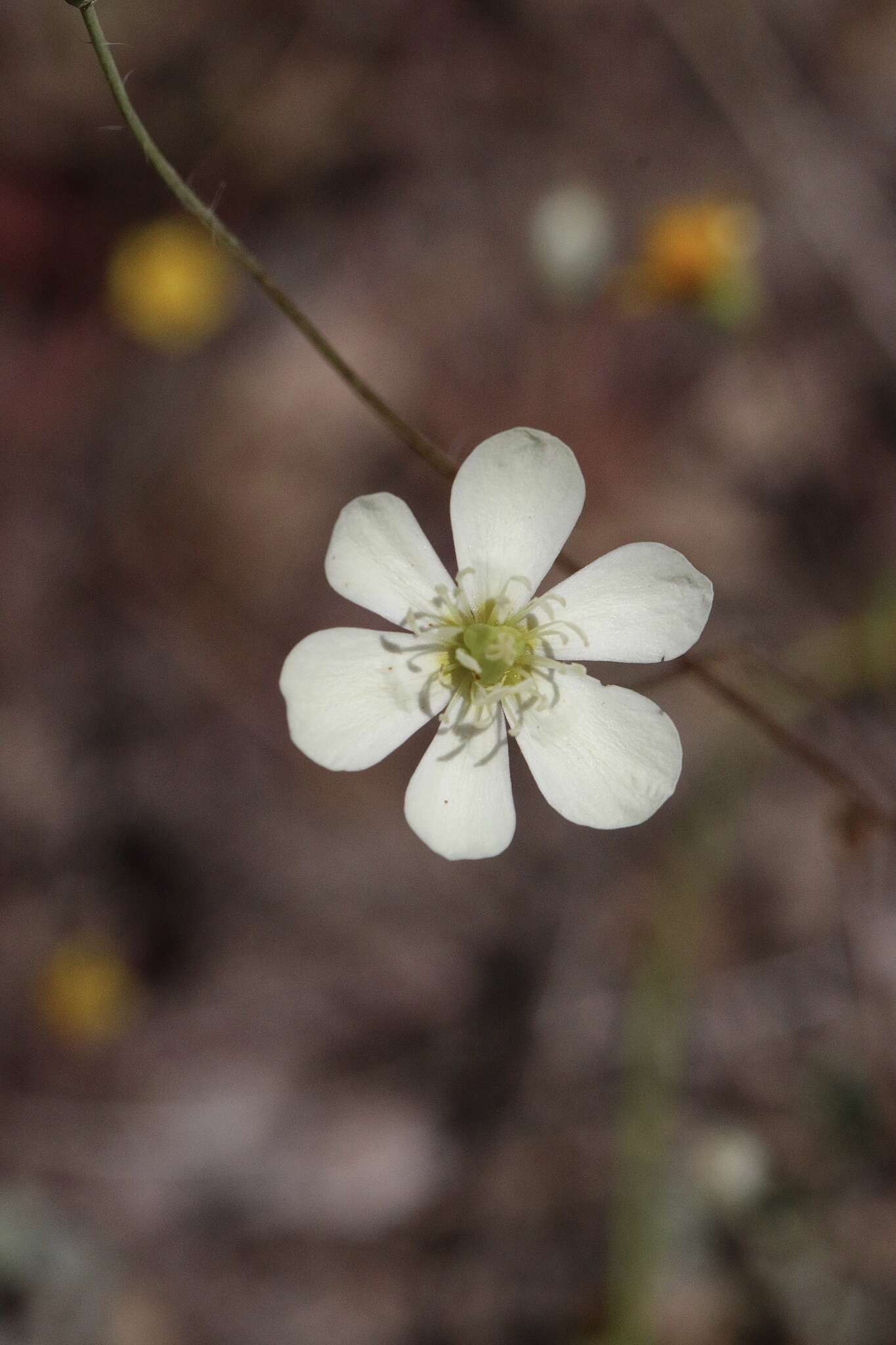 Image of narrowleaf queen poppy