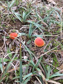 Image of Hygrocybe mucronella (Fr.) P. Karst. 1879