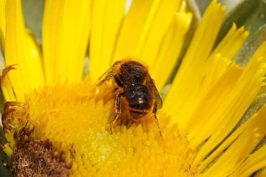 Image of Osmia cinnabarina Pérez 1895