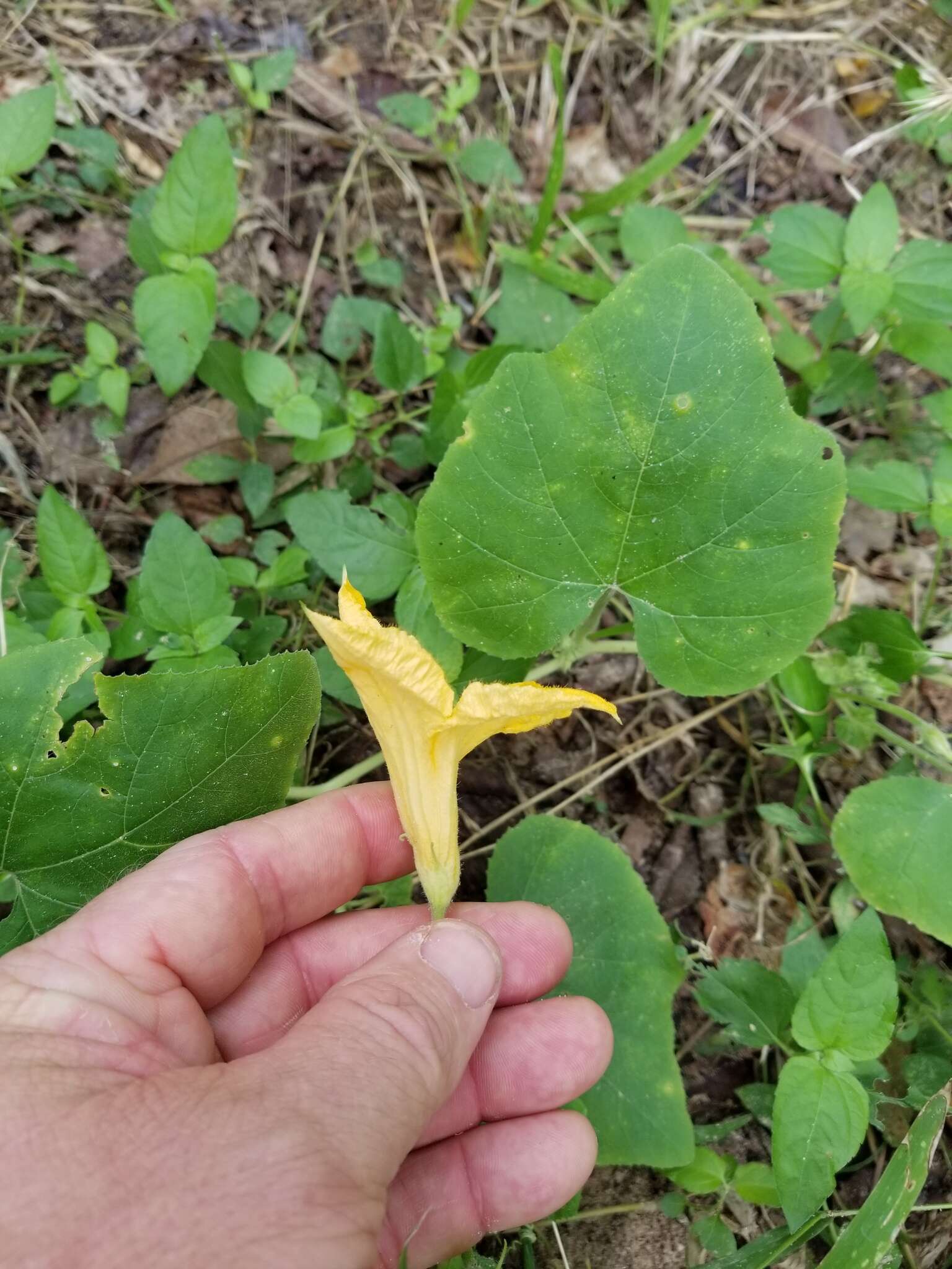 Cucurbita melopepo subsp. texana (Scheele) G. L. Nesom resmi