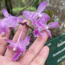 Image of Aerides crassifolia C. S. P. Parish ex Burb.