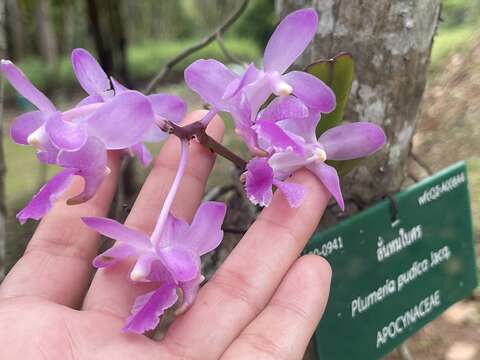 Image of Aerides crassifolia C. S. P. Parish ex Burb.