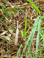 Image of Egyptian praying mantis