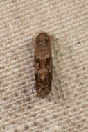Image of Panama Grass-tubeworm Moth
