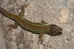 Image of Lacerta agilis boemica Suchow 1929