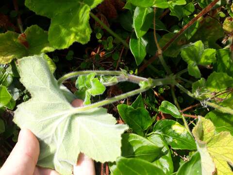 Image of Pelargonium tomentosum Jacq.