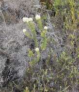 Phylica strigosa Berg. resmi