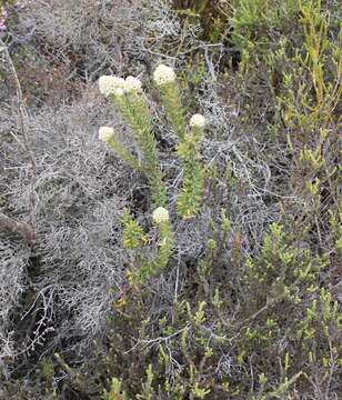 Imagem de Phylica strigosa Berg.