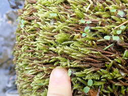 Image of obtuseleaf scleropodium moss