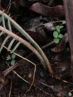 Image of Banksia bipinnatifida (R. Br.) A. R. Mast & K. R. Thiele