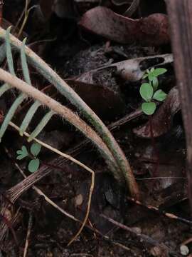 صورة Banksia bipinnatifida (R. Br.) A. R. Mast & K. R. Thiele