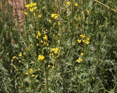 Plancia ëd Descurainia bourgaeana (E. Fourn.) Webb