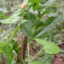 Image of Bauhinia jucunda Brandegee