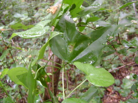 Image of Bauhinia jucunda Brandegee