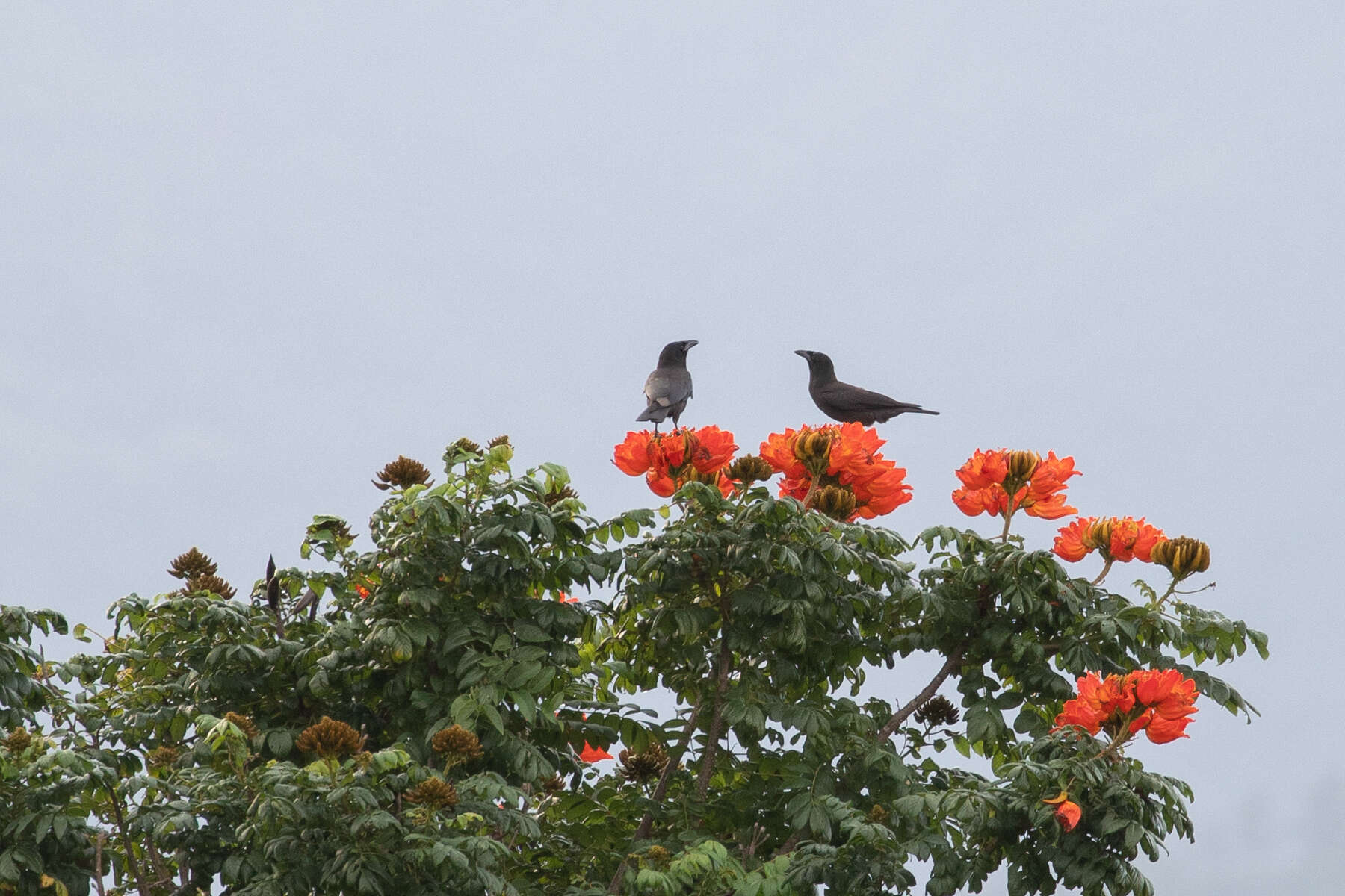 Imagem de Corvus jamaicensis Gmelin & JF 1788