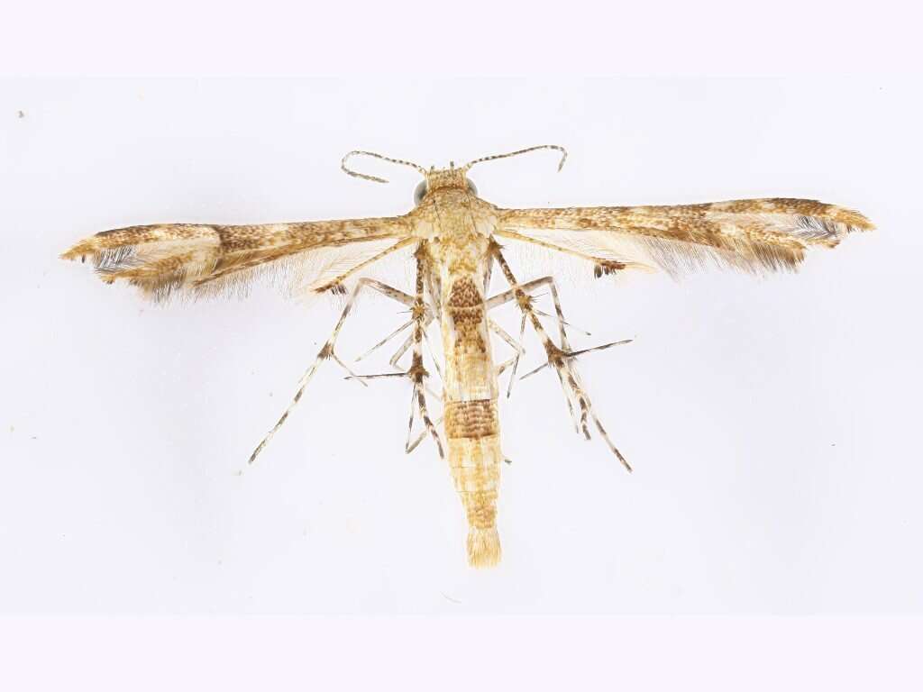 Image of Nippoptilia cinctipedalis Walker 1864