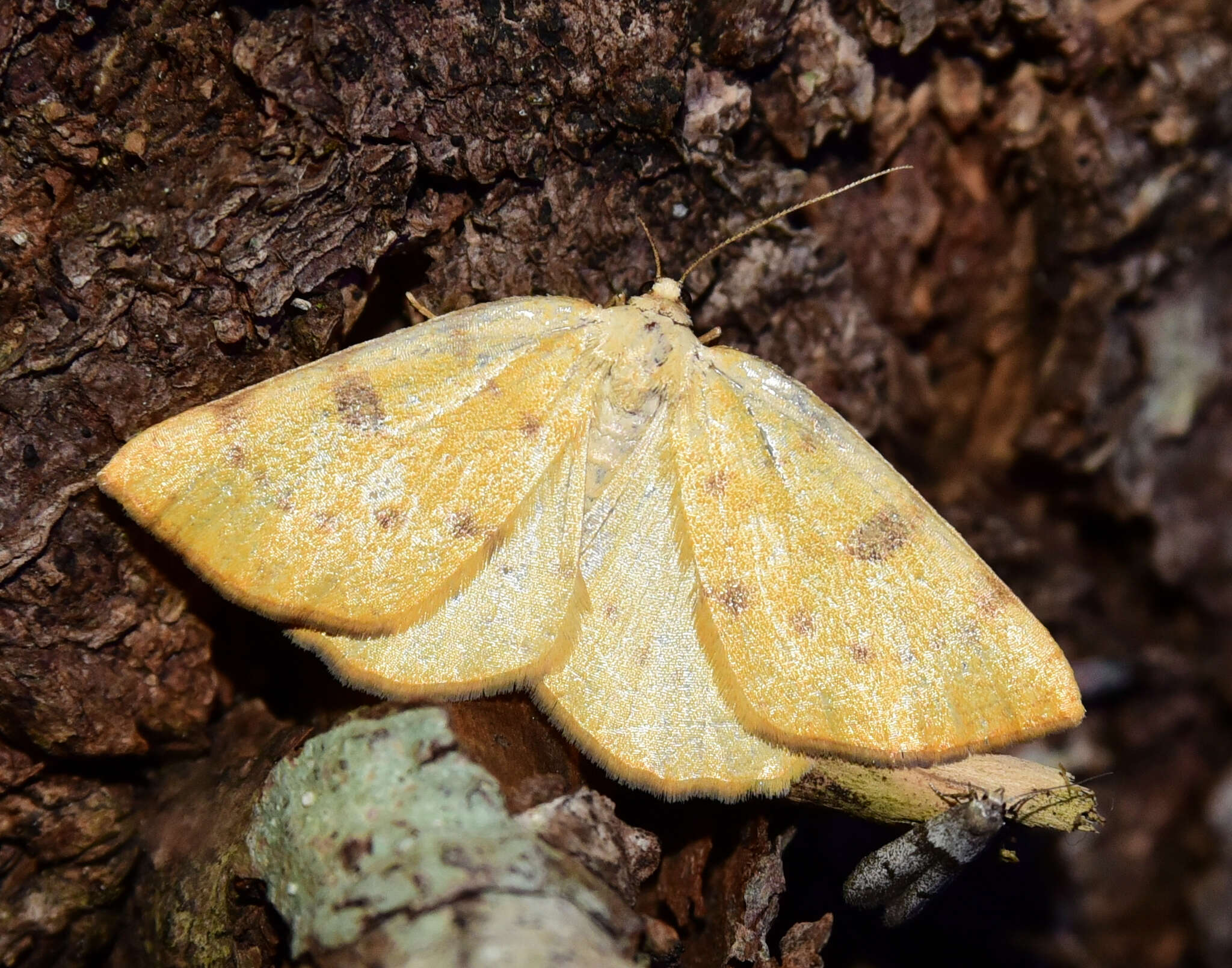 Image of Sulphur Moth