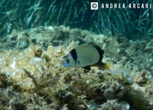 Image of Blacktail Bream