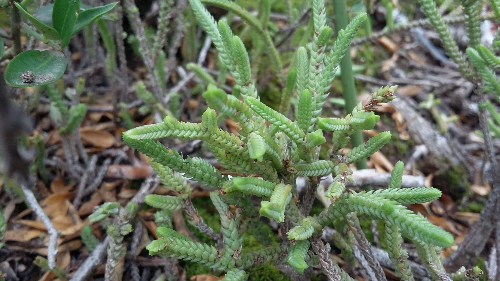 Слика од Crassula muscosa L.