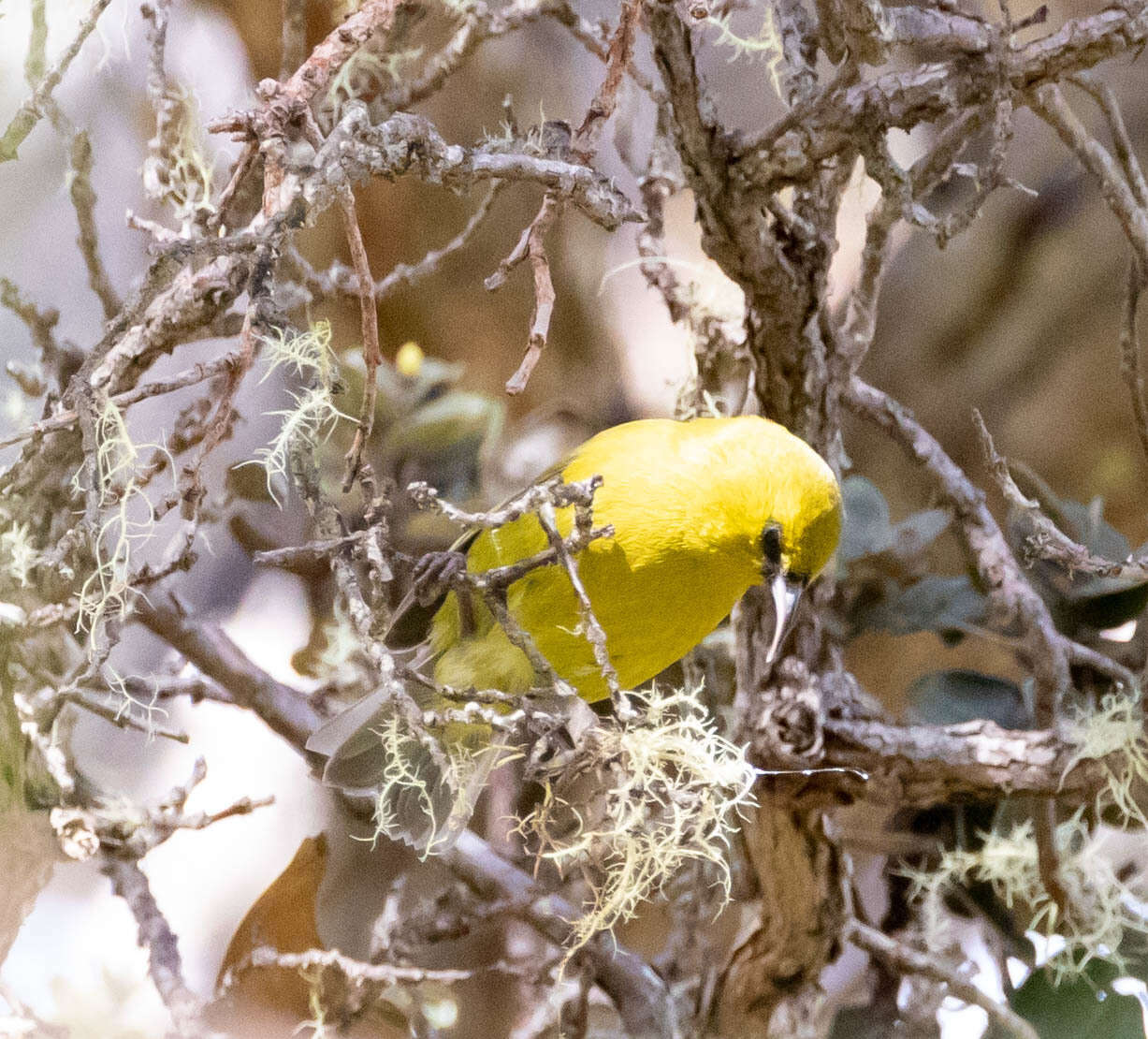 Image of Chlorodrepanis virens virens (Gmelin & JF 1788)