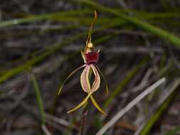 Image of Stumpy spider orchid