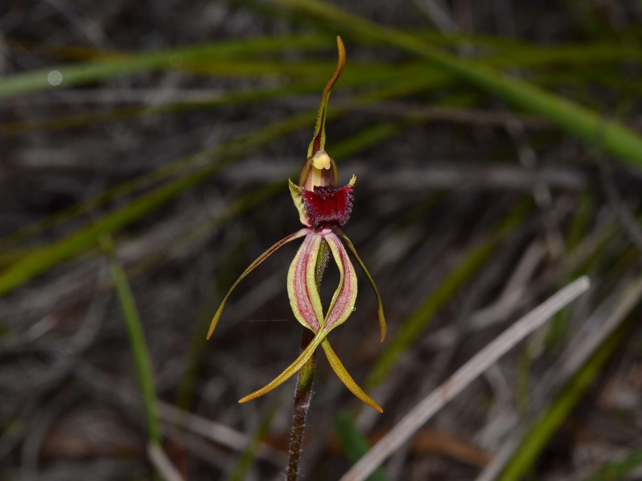 Image of Stumpy spider orchid