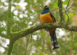 Image of Trogon rufus chrysochloros Pelzeln 1856