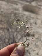 Image of Chorizanthe commisuralis Remy