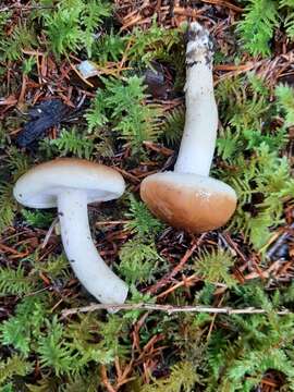 Hygrophorus bakerensis A. H. Sm. & Hesler 1942 resmi