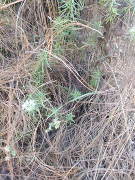 Image of Sedum bourgaei Hemsl.