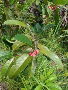 Image of Tisonia coriacea S. Elliot.