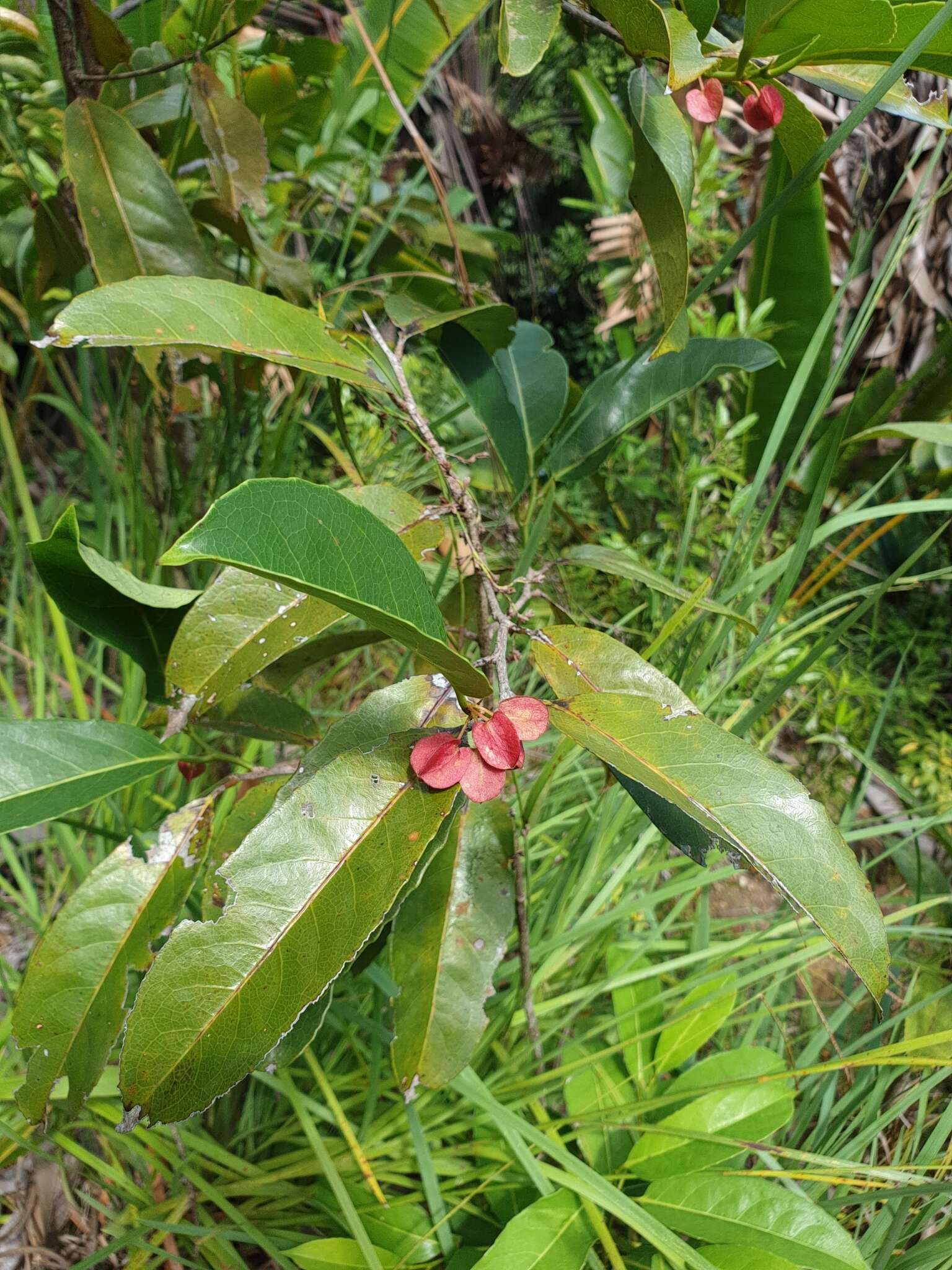 Image of Tisonia coriacea S. Elliot.