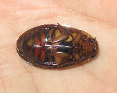 Image of Understriped Diving Beetle