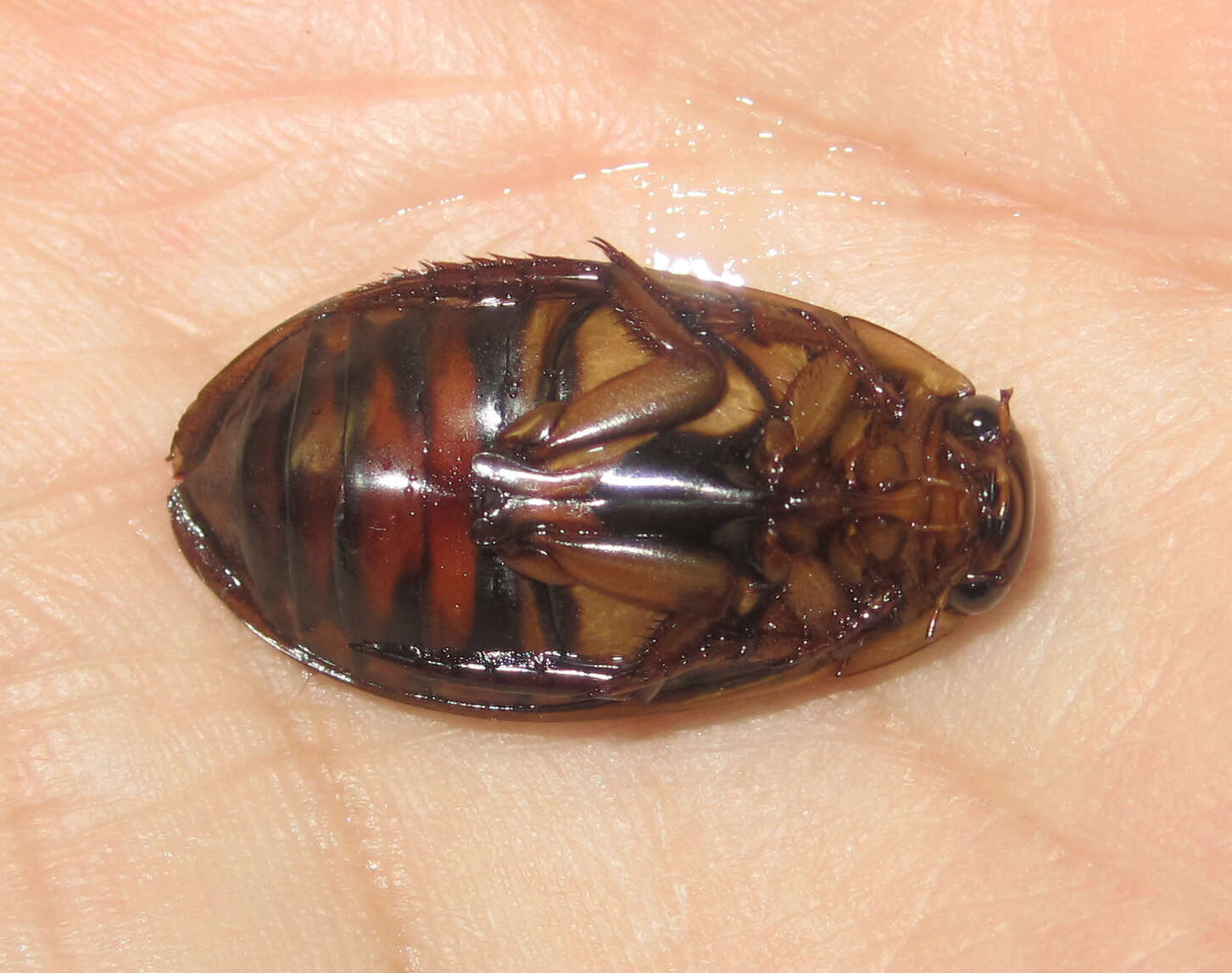 Image of Understriped Diving Beetle