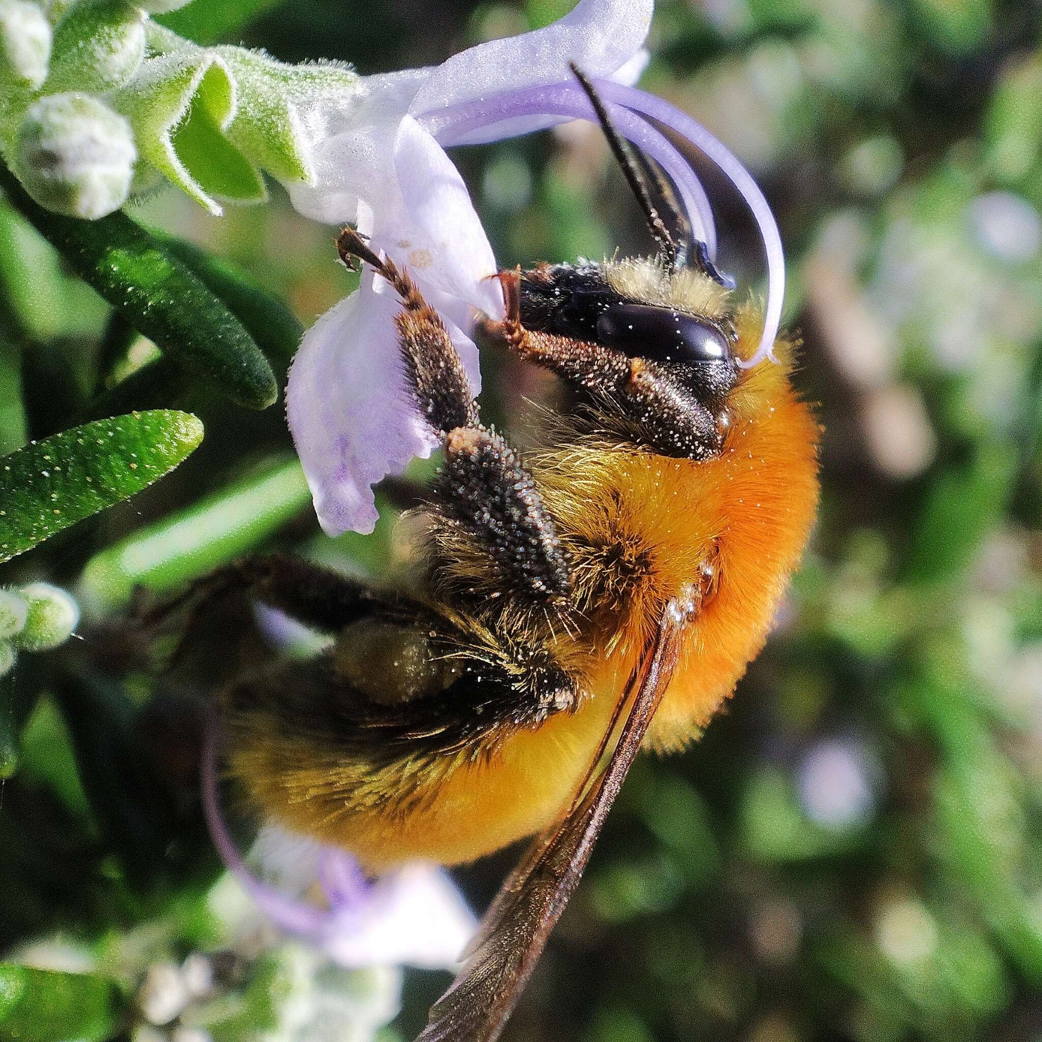 Image of Bombus muscorum (Linnaeus 1758)