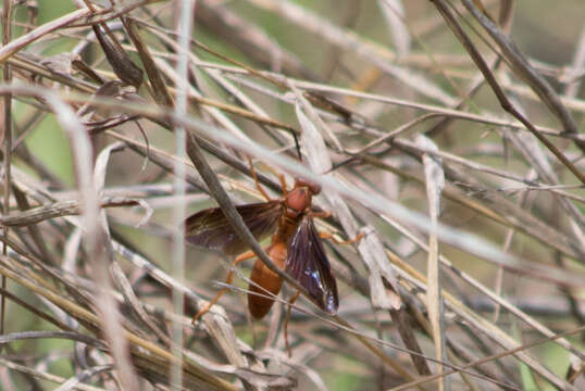 Image of Red Wasp