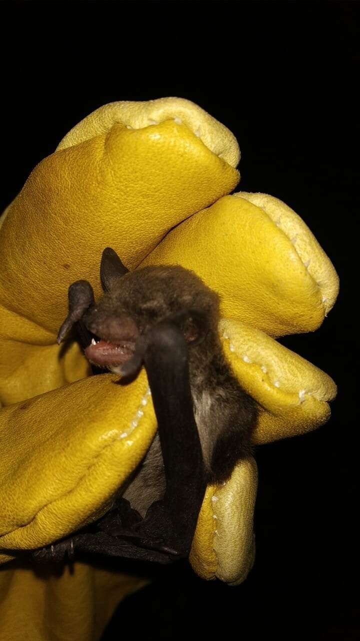 Image of Argentine Brown Bat