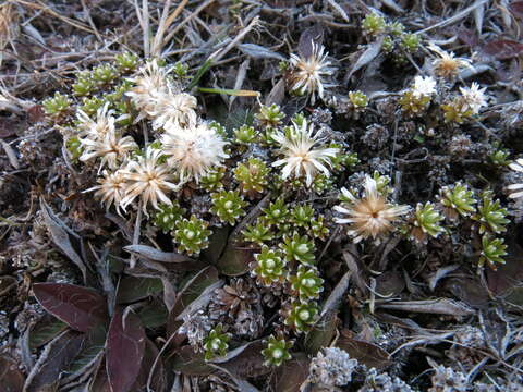 Image of Raoulia subsericea Hook. fil.