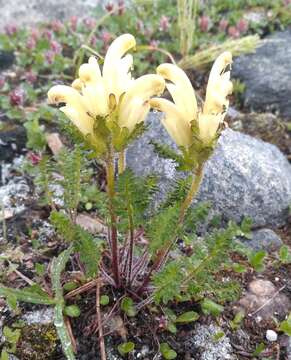 Imagem de Pedicularis capitata Adams.