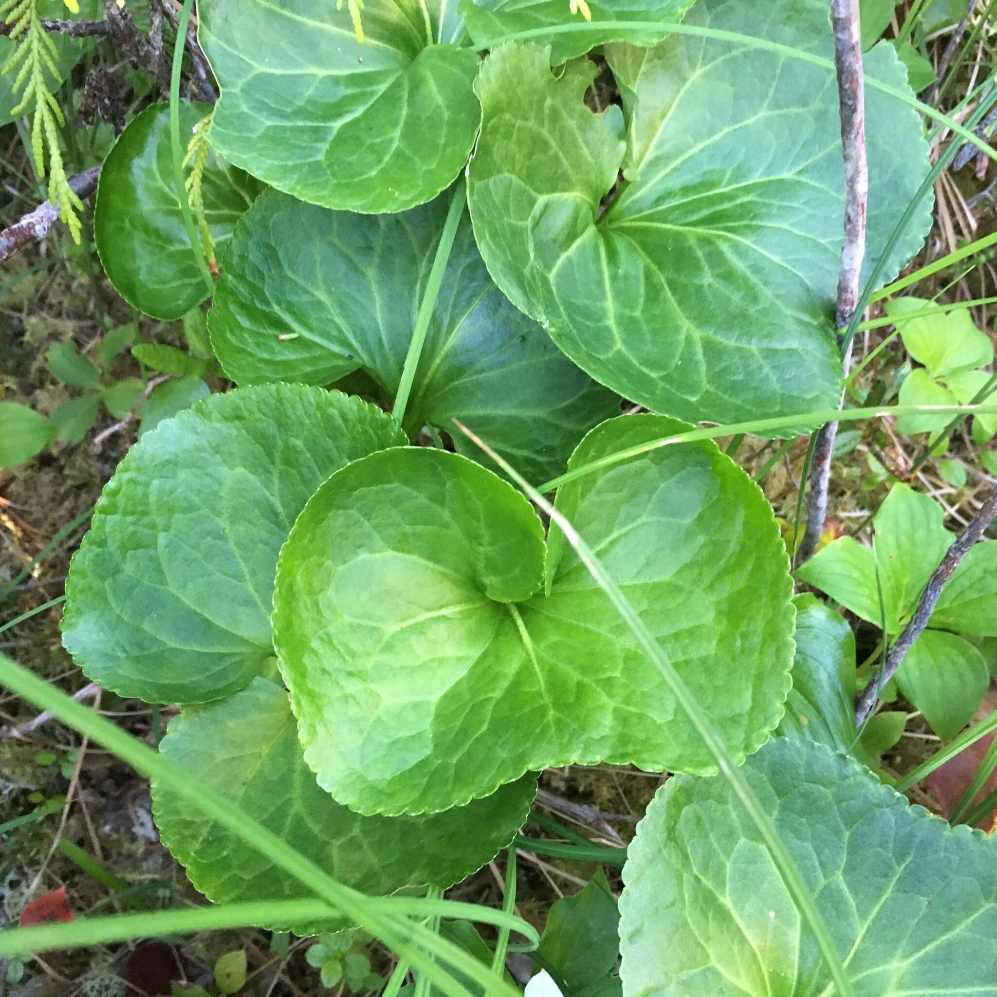 Image of Deer-Cabbage