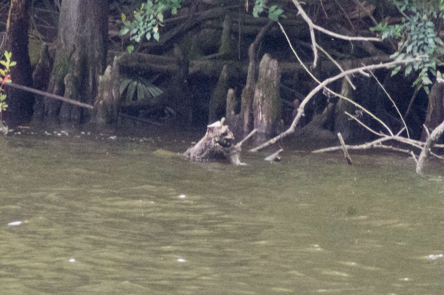 Image of Sabine map turtle