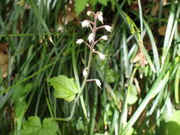 Image of Tiarella polyphylla D. Don