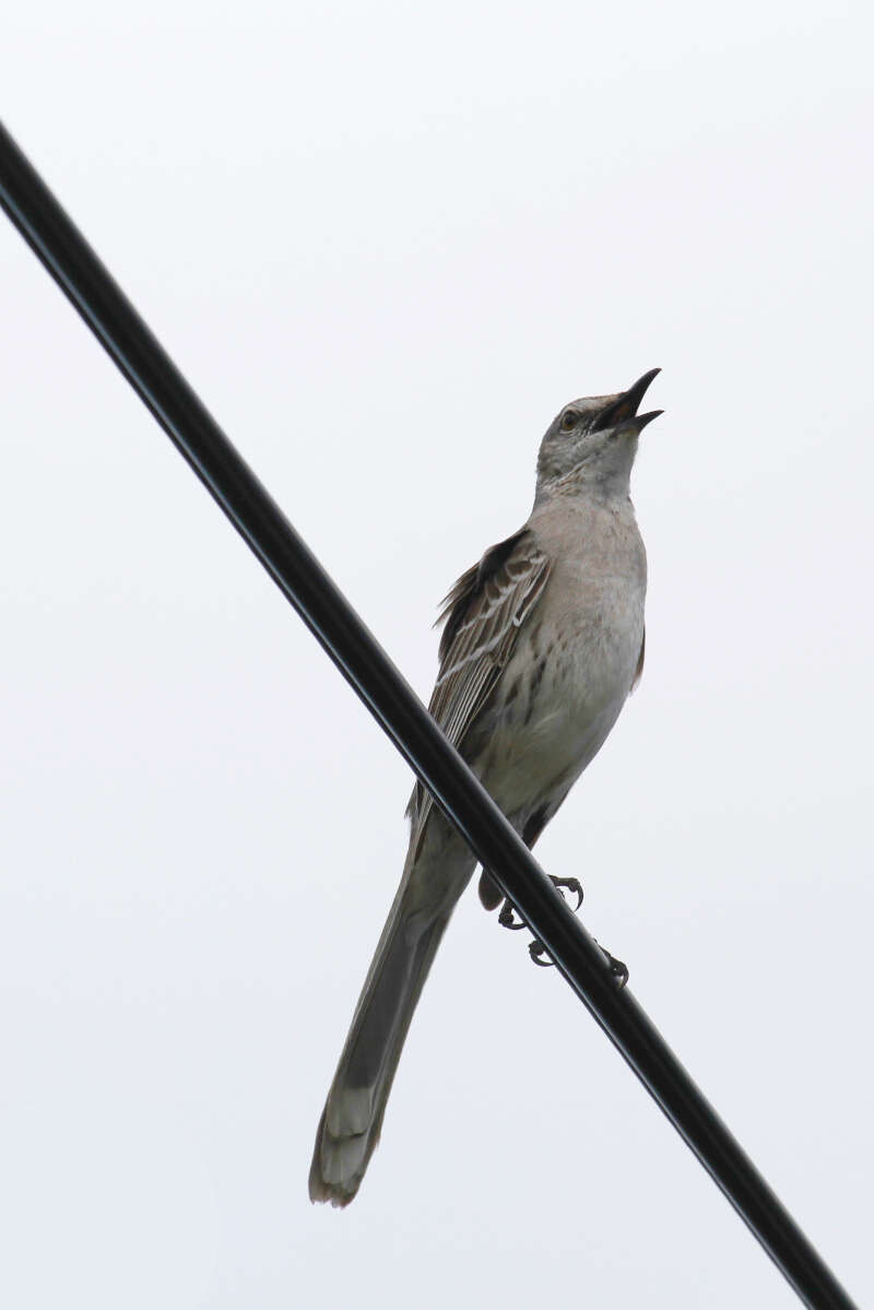 Image of Bahama Mockingbird