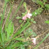 Oenothera suffulta (Engelm.) W. L. Wagner & Hoch resmi