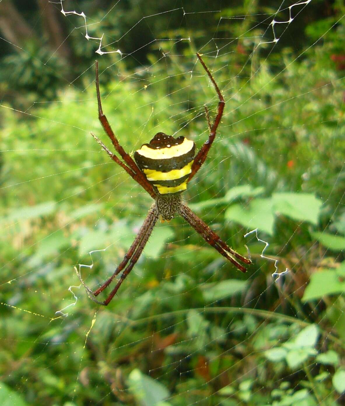 Image of Argiope taprobanica Thorell 1887