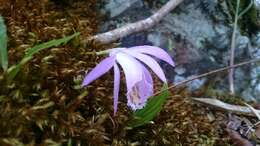 Pleione formosana Hayata resmi