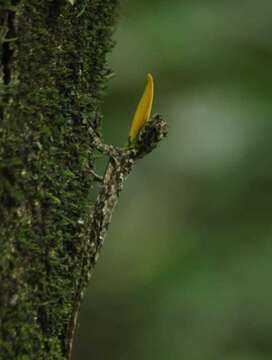 Image of Indian flying lizard